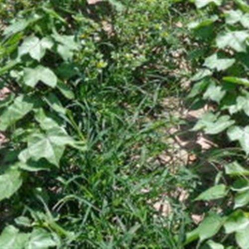 Entenda como surgem plantas daninhas resistentes