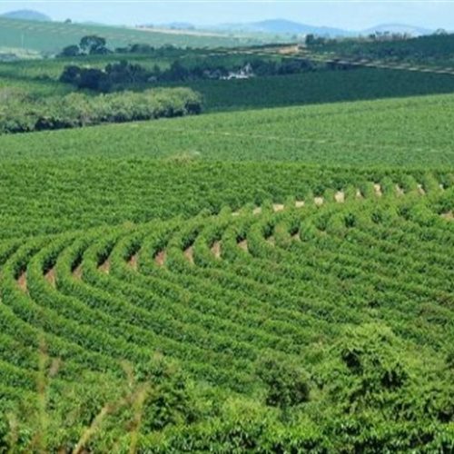 UE classifica café do Brasil como risco médio