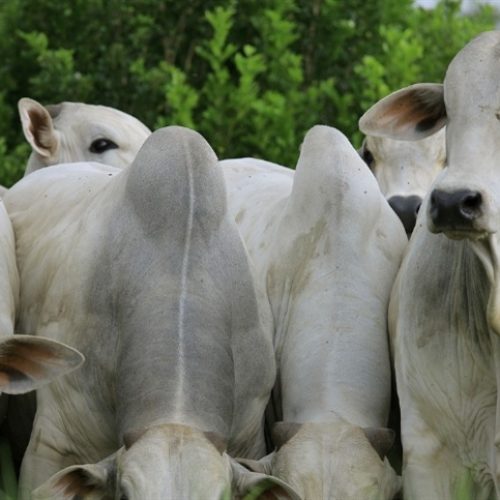 Pastagens antigas são mais suscetíveis à erosão por voçorocas