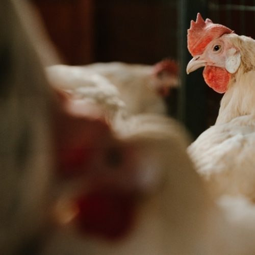 Os dez melhores da avicultura de 2025 da Coopavel são reconhecidos no Show Rural