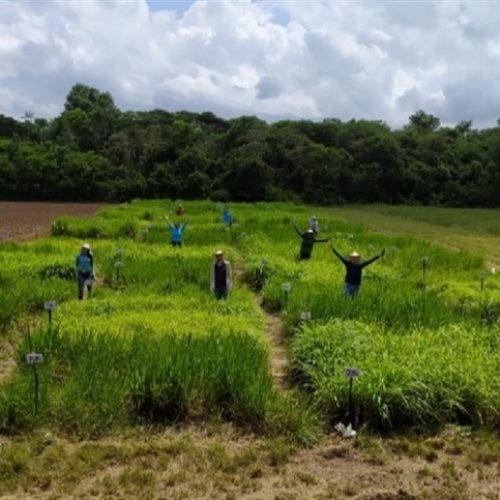 Manejo de gramíneas: erros que comprometem a produtividade