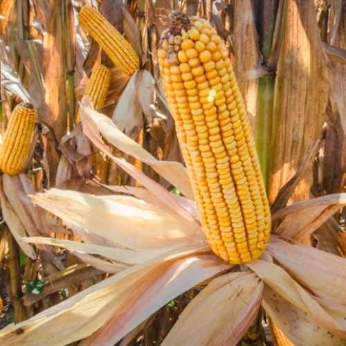 USDA eleva estimativa da safra mundial de milho