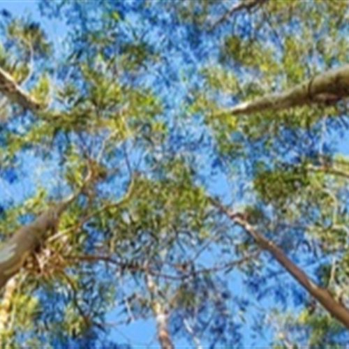 Brasil bate recorde em florestas plantadas