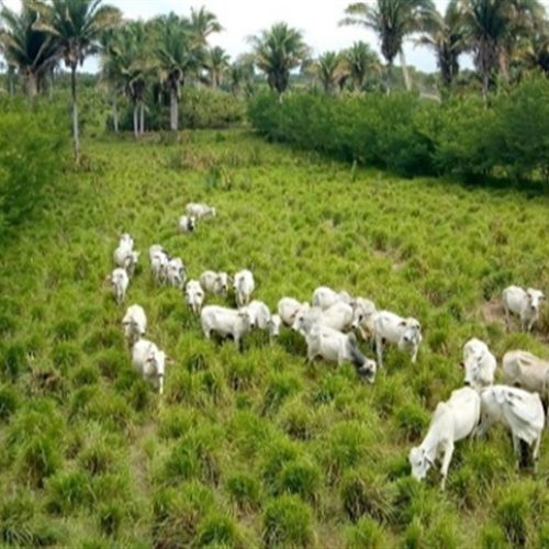 Entressafra ganha valor com lavoura e pecuária