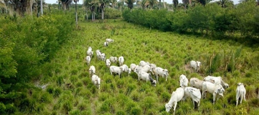 Entressafra ganha valor com lavoura e pecuária