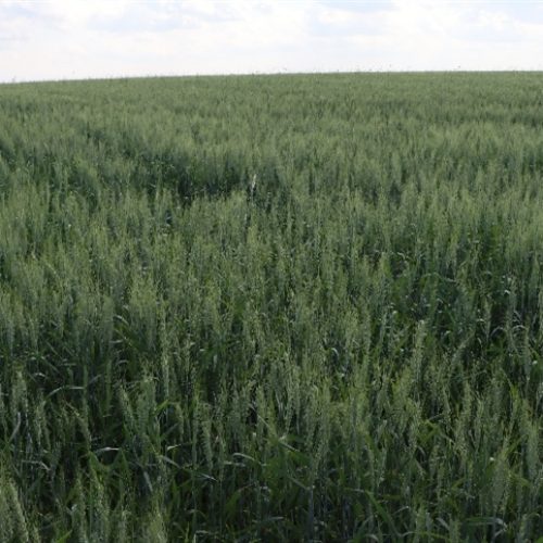 Adubação foliar com micronutrientes traz benefícios