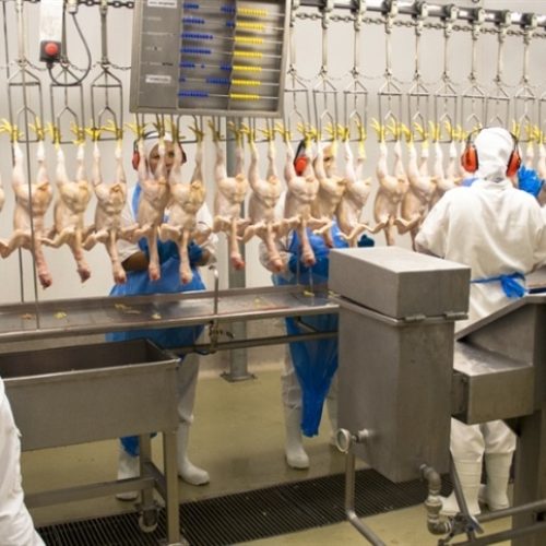 Gripe aviária não é transmitida por carne ou ovos: consumo segue seguro, dizem especialistas