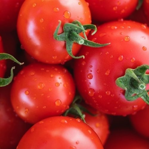 Cultivo de tomate exige atenção na chuva