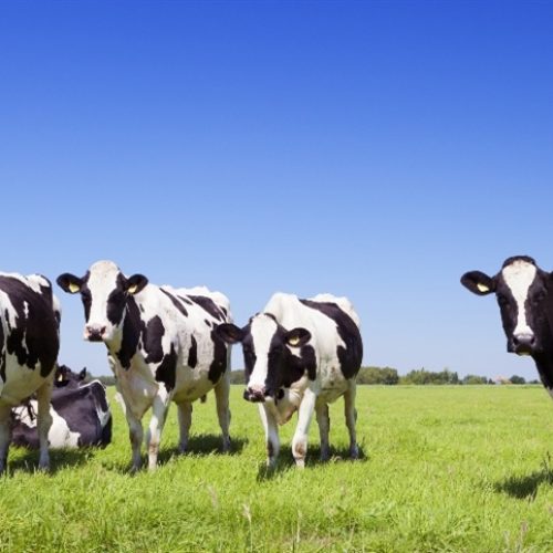 Fertirrigação impulsiona a pecuária no Sul