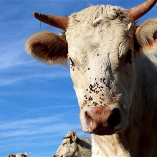 Calagem impulsiona produtividade da pastagem de capim