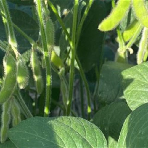 Confira como estão os preços da soja