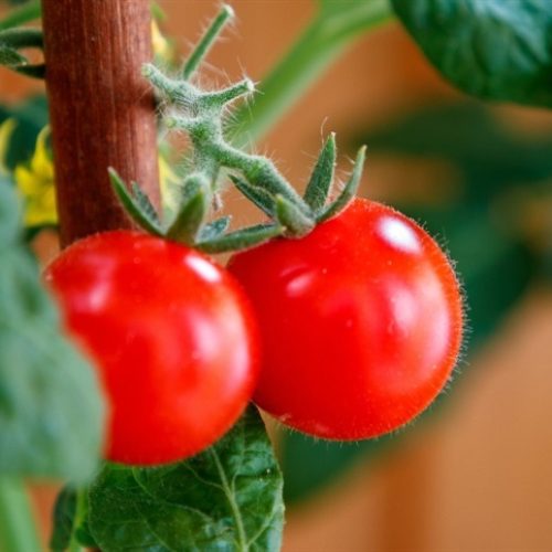 Tomate editado revoluciona cultivo urbano
