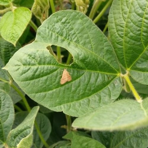 Manejo no fim do ciclo protege produtividade da soja