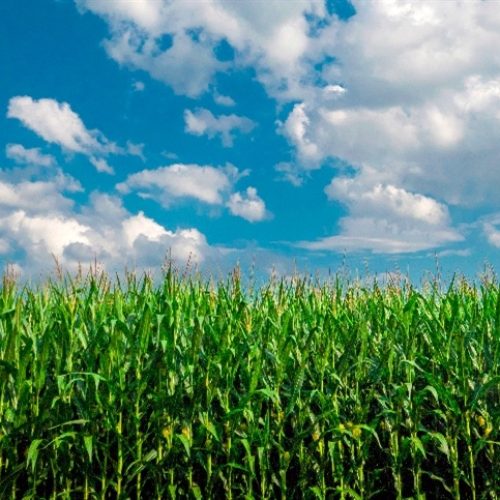 Mercado de milho trava e preços recuam pelo país