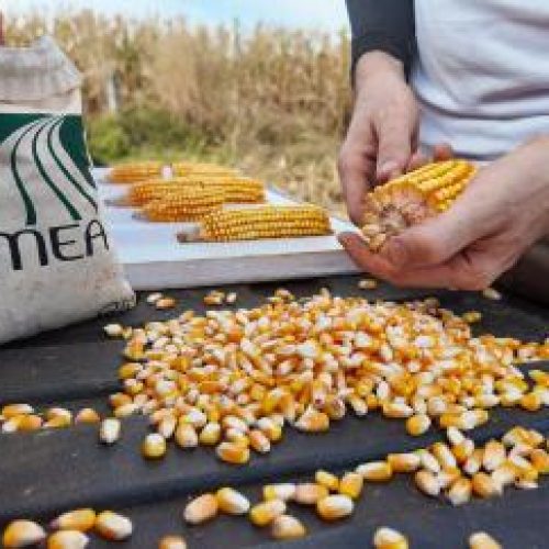 SAFRA 2025/26: Mato Grosso encerra colheita da 2ª safra de milho com 100% da área colhida, confirma Imea