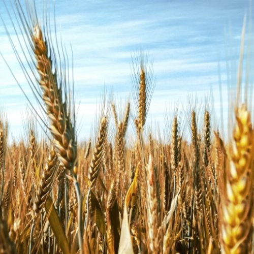 Cevada brasileira consolida safra histórica