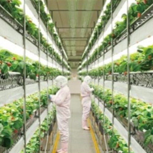 Agricultura vertical avança, mas enfrenta desafio ambiental