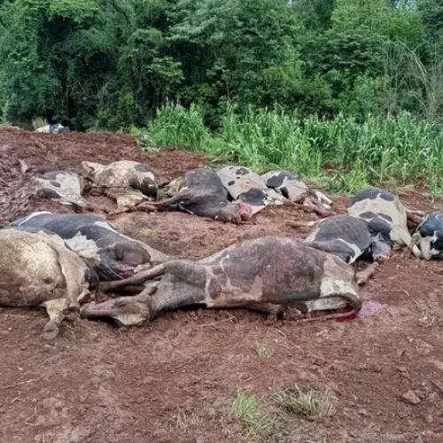 Foram dias angustiantes, Diz Produtora que perdeu 48 vacas leiteiras em 36 horas no RS