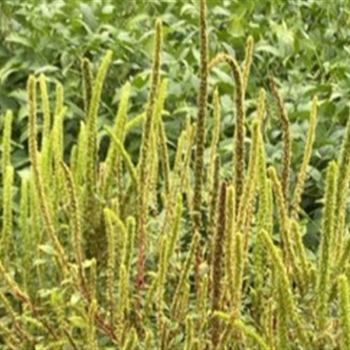 Praga quarentenária presente é detectada pela primeira vez em São Paulo