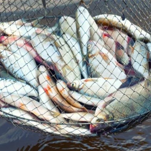 Piscicultura entra em 2026 entre tarifas e regulação