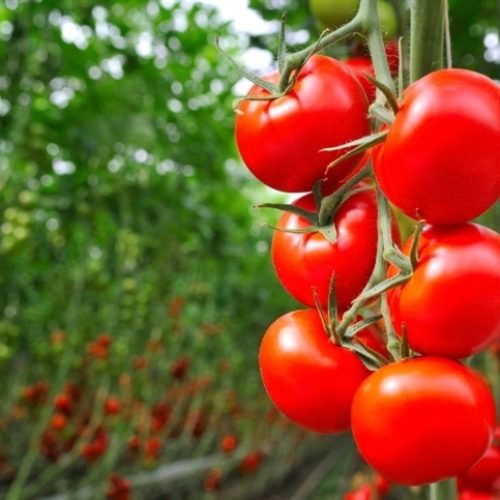 Novo tomate combate vírus agressivo