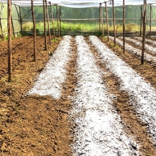 Manejo do solo: Gesso x calcário