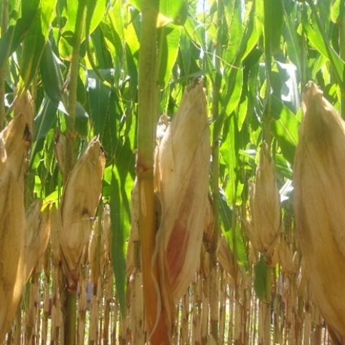 Chuvas desiguais afetam lavouras na Argentina