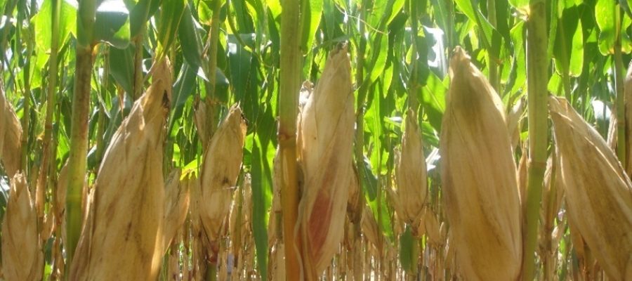 Chuvas desiguais afetam lavouras na Argentina