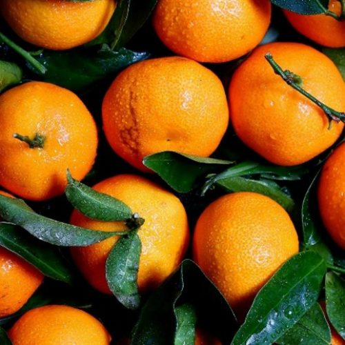 Safra de laranja sobe para 263,2 milhões de caixas