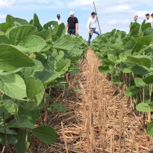 Nova técnica brasileira faz soja crescer mais rápido