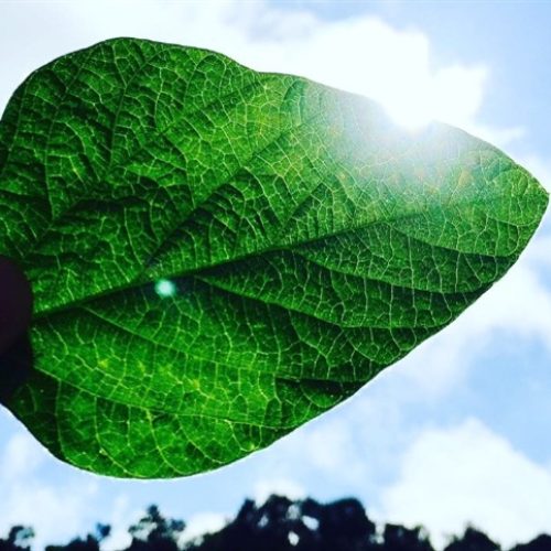 Produção mundial de soja recua levemente, aponta USDA