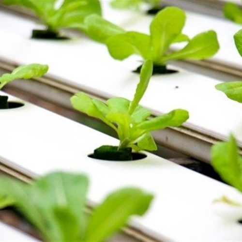 Solução de saneamento pode ser usada na hidroponia