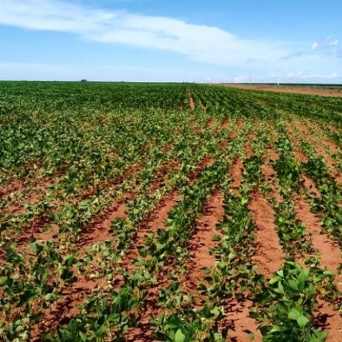 Mato Grosso inicia vazio sanitário da soja nesta segunda (08)