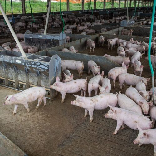 Produção de carne suína e de frango terá volume recorde em 2026
