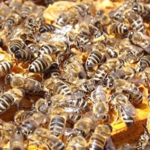 Você já pensou em alugar abelhas?