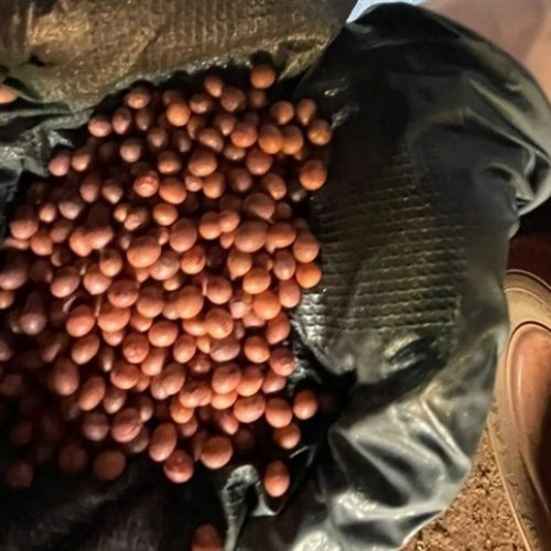 Dia do Agronegócio: a força das sementes de soja   