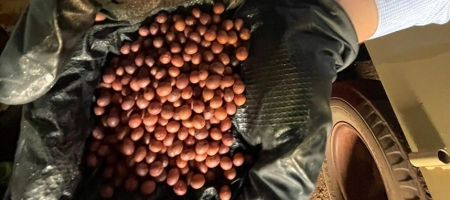 Controle na armazenagem preserva vigor das sementes