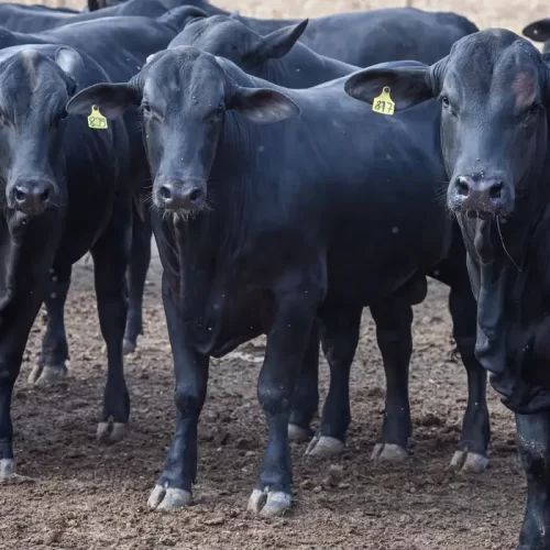 Mortes de animais sobem para 612 após vacina Excell 10