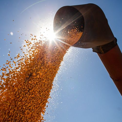 Brasil poderá ter novo recorde na produção de grãos na safra 2024/2025
