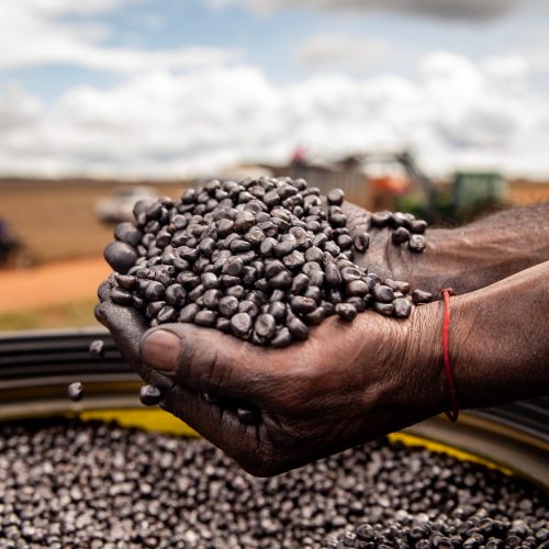 INTEGRAÇÃO GLOBAL: Sedec busca soluções inovadoras para o setor de sementes em missão técnica internacional