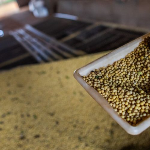 Sorriso, no MT, tem maior PIB agrícola do país; veja o ranking