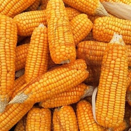 Mercado do milho monitora riscos climáticos