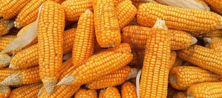 Milho: colheita da segunda safra chega a 98,1%