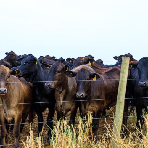 BAIXA EMISSÃO DE CARBONO: Mato Grosso avança nas metas do Plano ABC+ e amplia práticas sustentáveis no campo