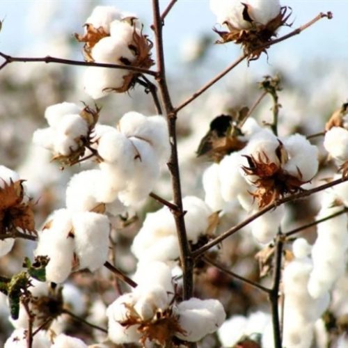MT: produtividade do algodão deve crescer na safra 24/25