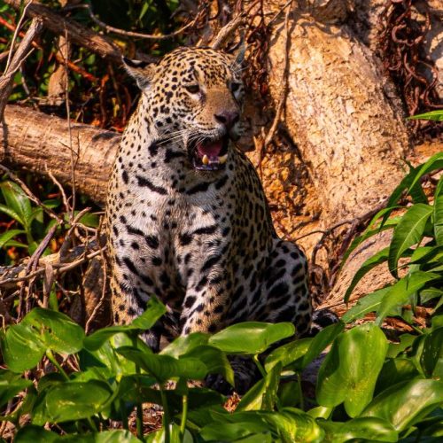 Conselho aprova campanha internacional para posicionar Pantanal como destino de safári