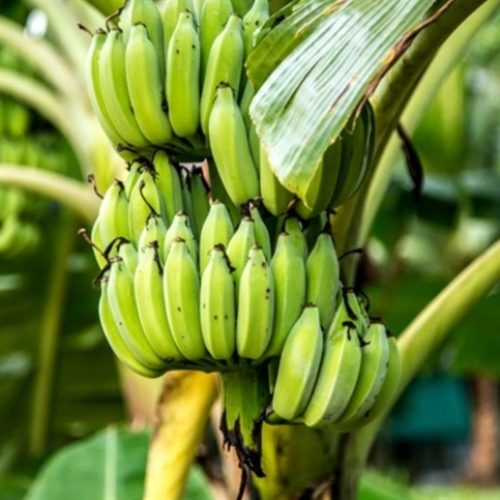 Banana brasileira busca competitividade no mercado mundial