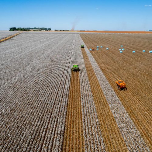 Mato Grosso lidera produção de algodão, soja e milho há décadas e reforça domínio na safra 2025/26