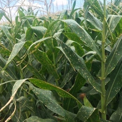 Milho continua travado no Sul