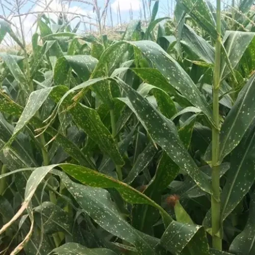 Herbicidas no milho exigem escolha conforme a área